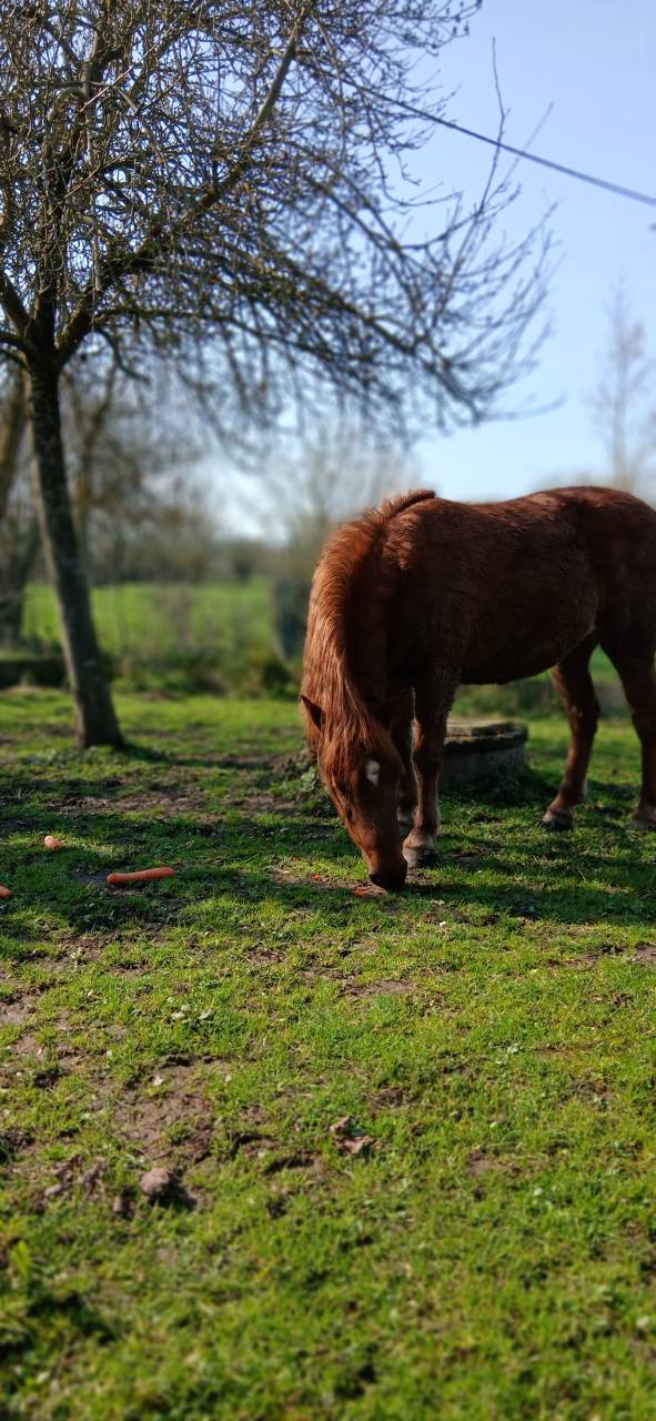 Merrie Welsh Pony (Section B) Te koop 2015 Vos