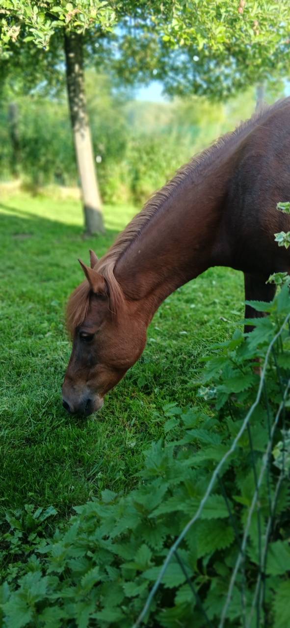 Merrie Welsh Pony (Section B) Te koop 2015 Vos