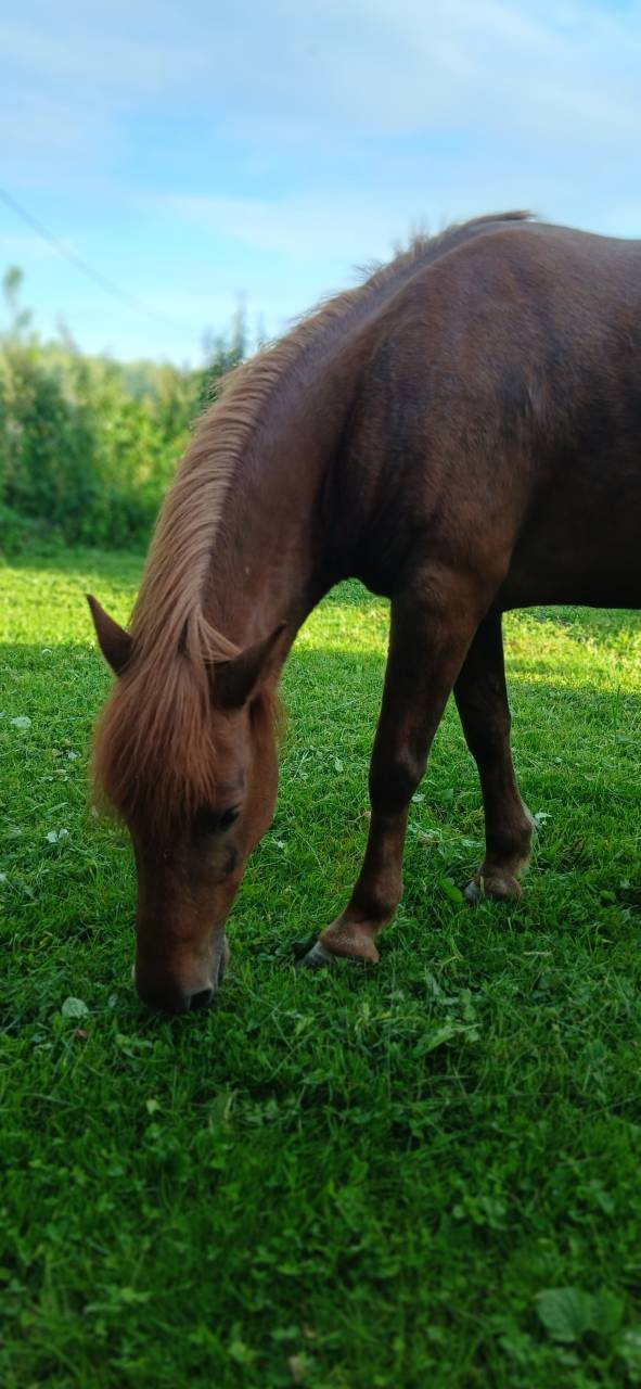 Merrie Welsh Pony (Section B) Te koop 2015 Vos