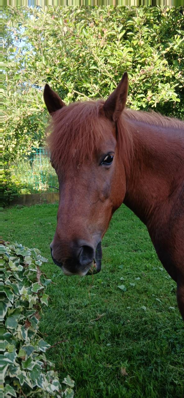 Merrie Welsh Pony (Section B) Te koop 2015 Vos