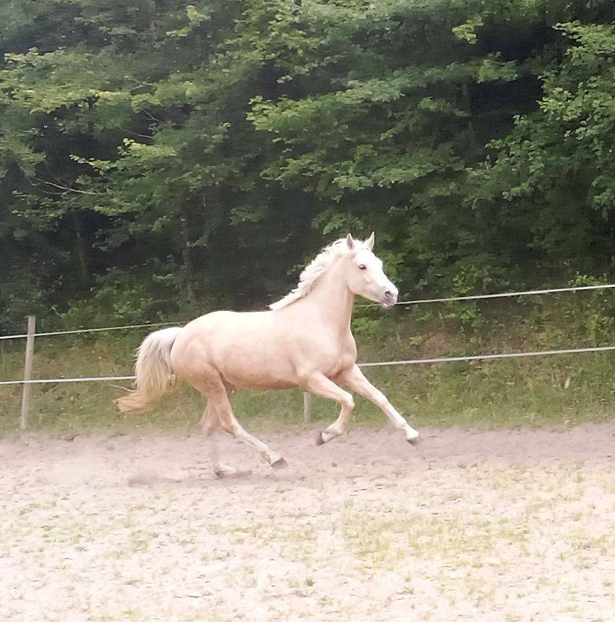 Merrie Welsh Partbred Te koop 2022 Palomino ,  KEIZERSKROON EDISON (NLD)