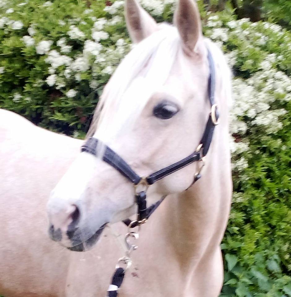 Merrie Welsh Partbred Te koop 2022 Palomino ,  KEIZERSKROON EDISON (NLD)