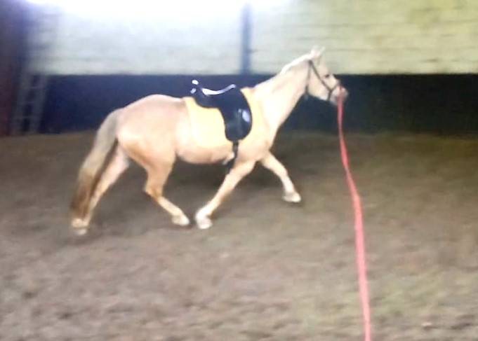 Merrie Welsh Partbred Te koop 2022 Palomino ,  KEIZERSKROON EDISON (NLD)