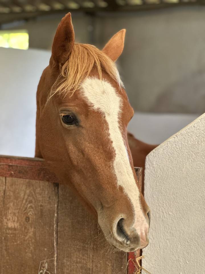 Merrie Franse rijpony PFS Te koop 2022 Vos ,  Primus de l&rsquo;aube