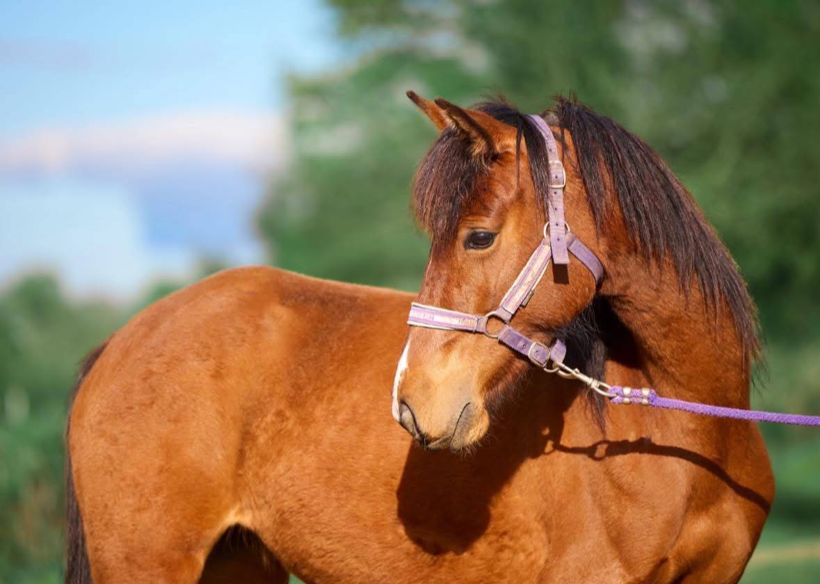 Merrie Franse rijpony PFS Te koop 2022 Donker bruin / bai ,  Opium d&rsquo;argent