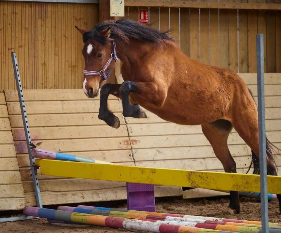 Merrie Franse rijpony PFS Te koop 2022 Donker bruin / bai ,  Opium d&rsquo;argent