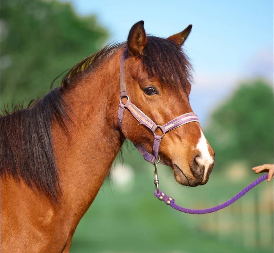 Merrie Franse rijpony PFS Te koop 2022 Donker bruin / bai ,  Opium d&rsquo;argent