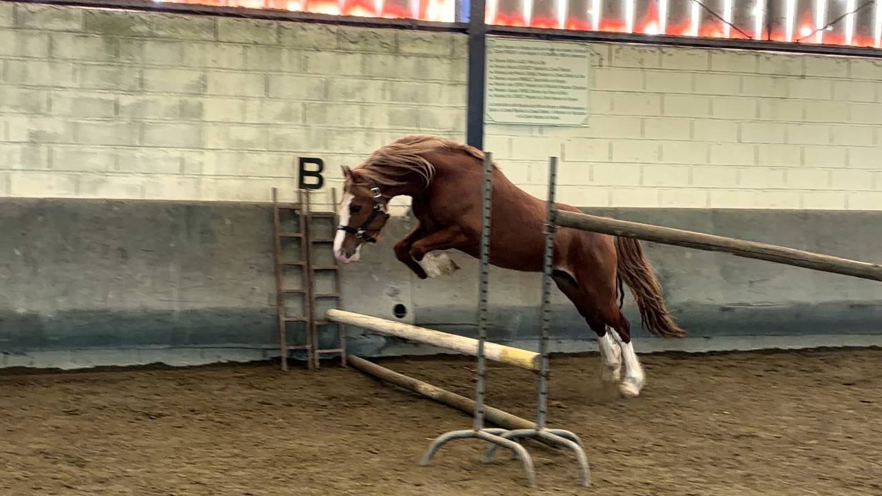 Hengst Welsh Pony (Section D), Welsh Cob  Te koop 2023 Vos ,  SYNOD ROYALSHOW