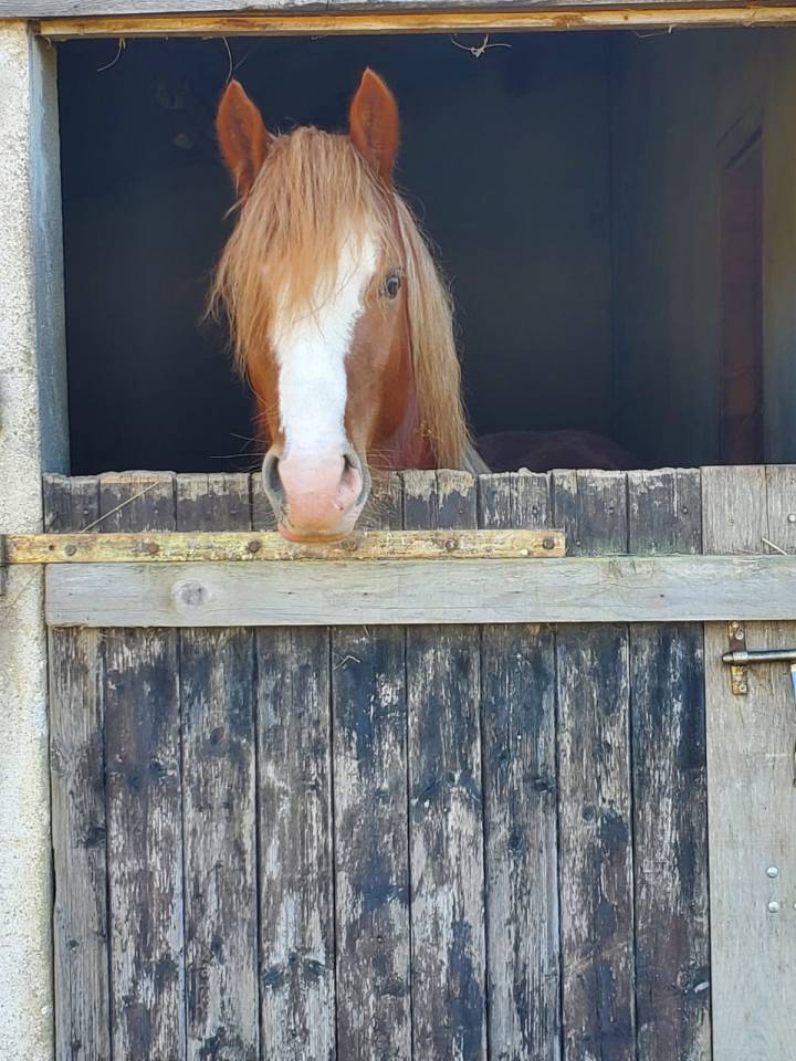 Hengst Welsh Pony (Section D), Welsh Cob  Te koop 2023 Vos ,  SYNOD ROYALSHOW