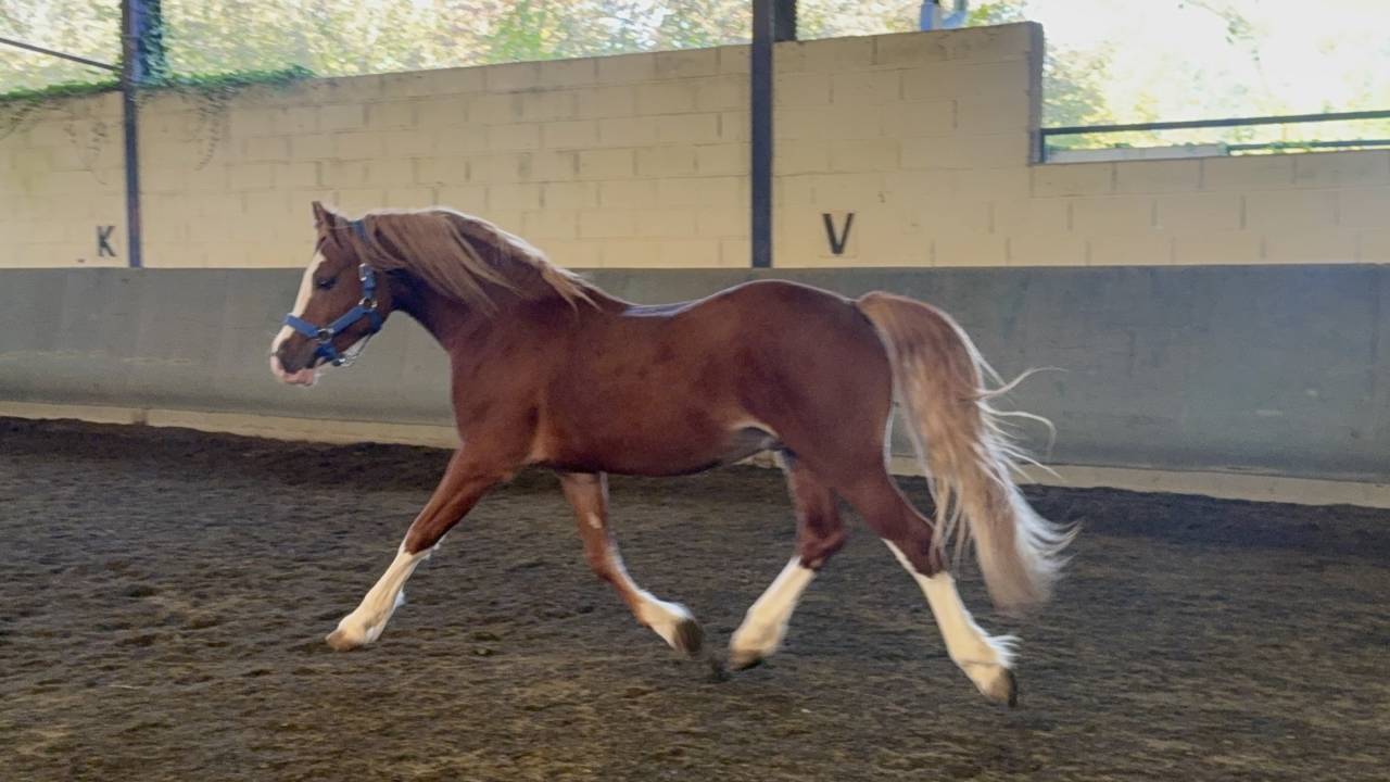 Hengst Welsh Pony (Section D), Welsh Cob  Te koop 2023 Vos ,  SYNOD ROYALSHOW