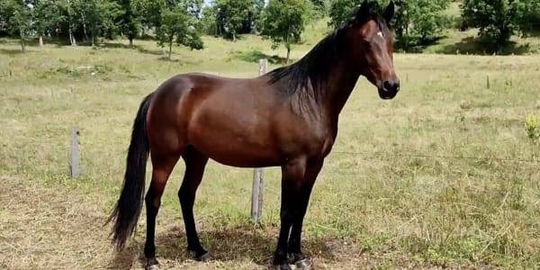 Merrie Andere pony rassen Te koop 2020 Bruin / Bai