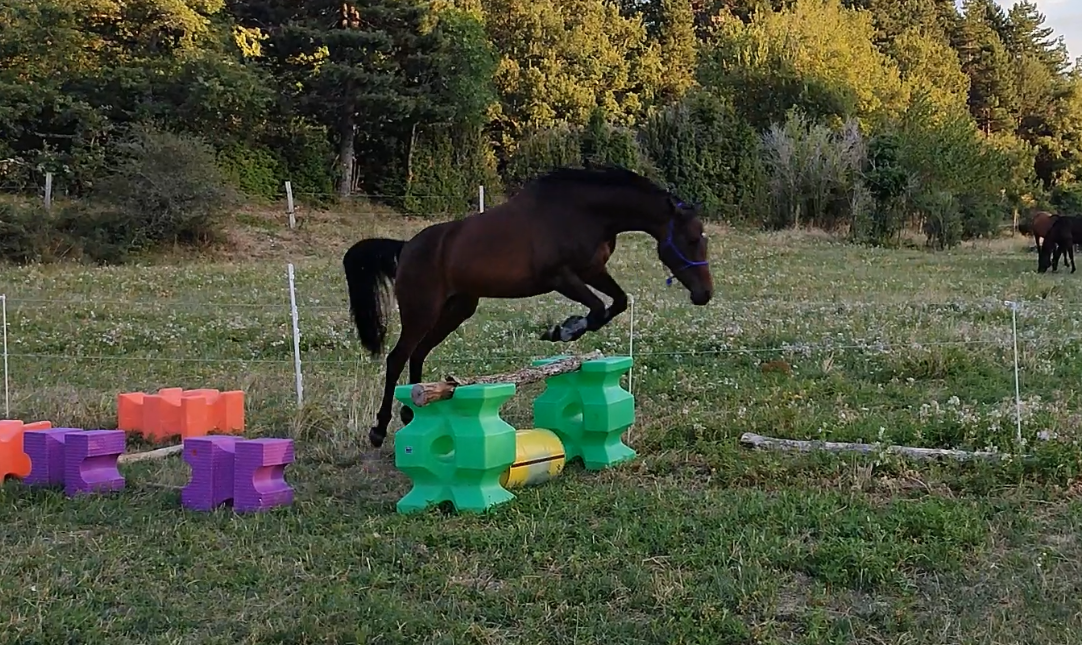 Merrie Andere pony rassen Te koop 2020 Bruin / Bai