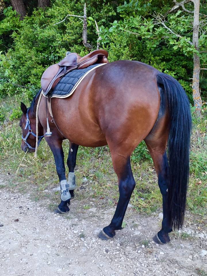 Merrie Andere pony rassen Te koop 2020 Bruin / Bai