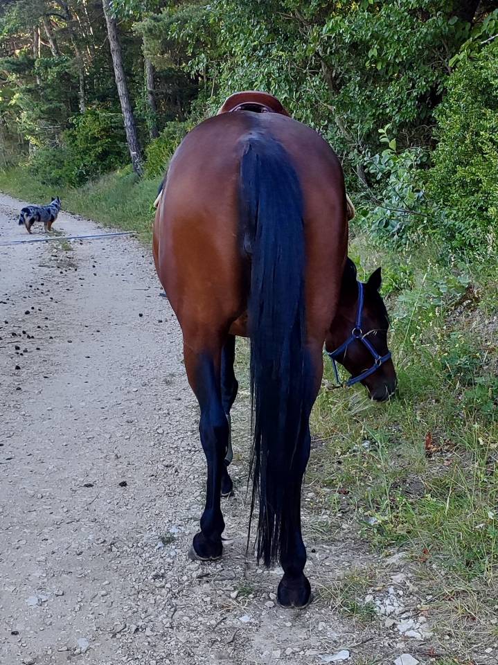 Merrie Andere pony rassen Te koop 2020 Bruin / Bai