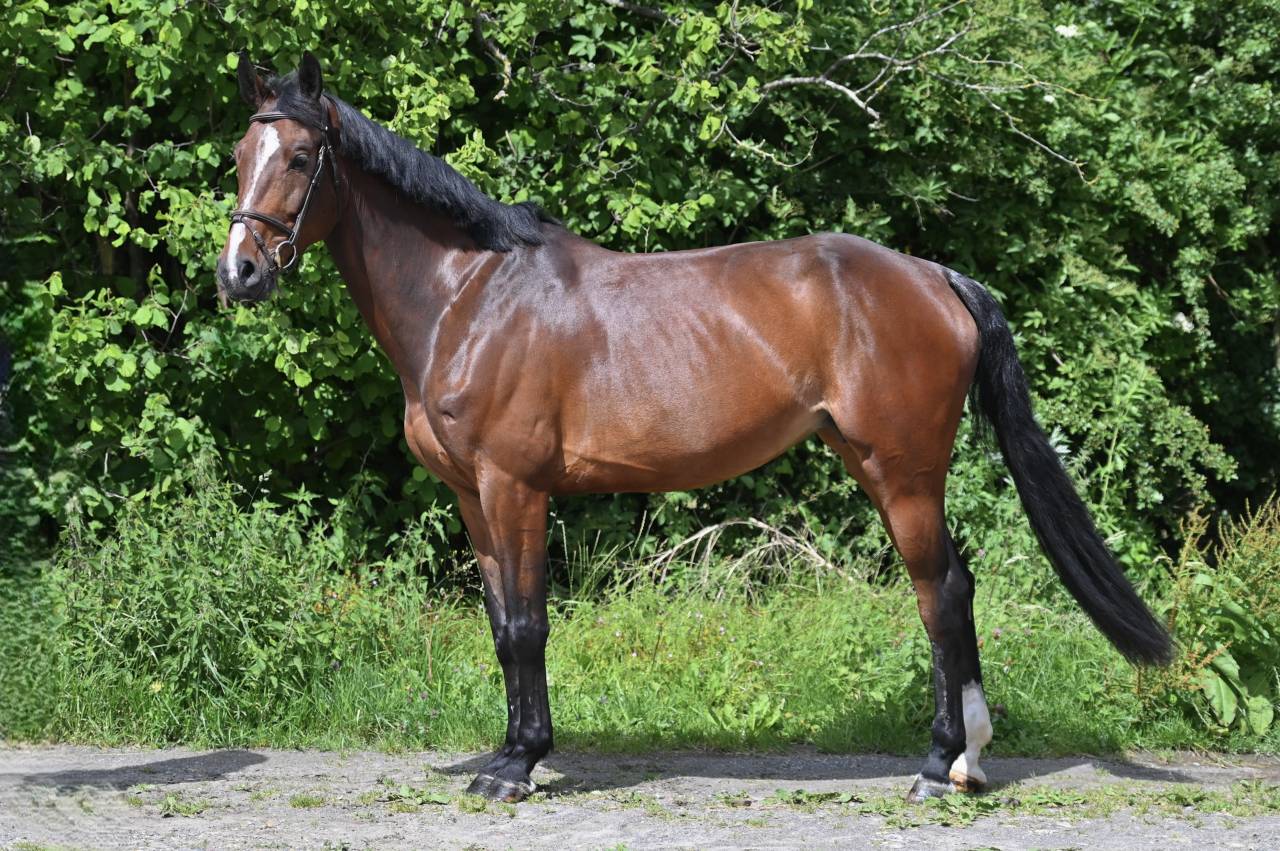 Merrie Zangersheide Te koop 2020 Donker bruin / bai ,  Excalibur de la tour vidal