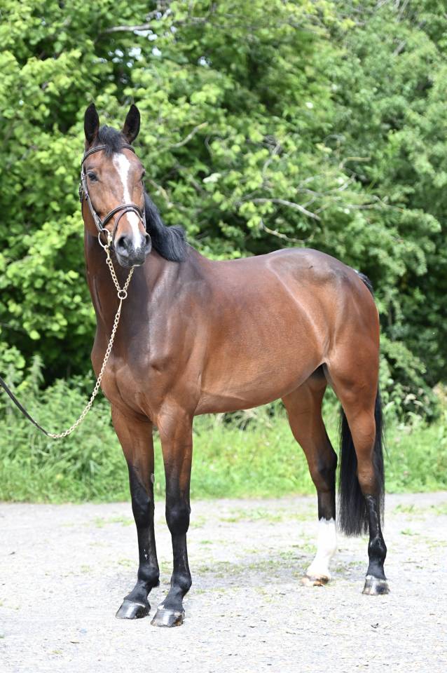 Merrie Zangersheide Te koop 2020 Donker bruin / bai ,  Excalibur de la tour vidal