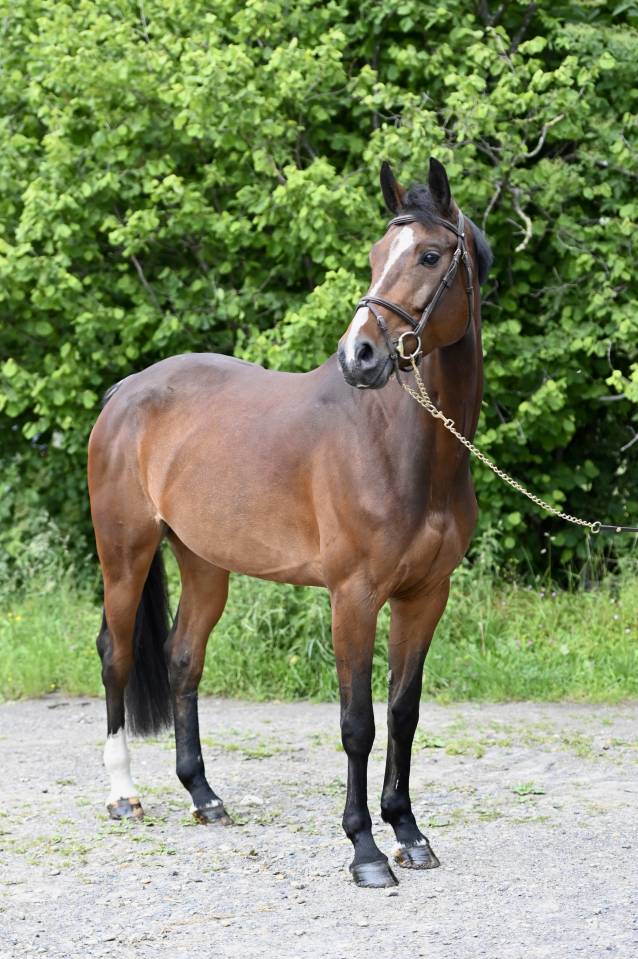 Merrie Zangersheide Te koop 2020 Donker bruin / bai ,  Excalibur de la tour vidal