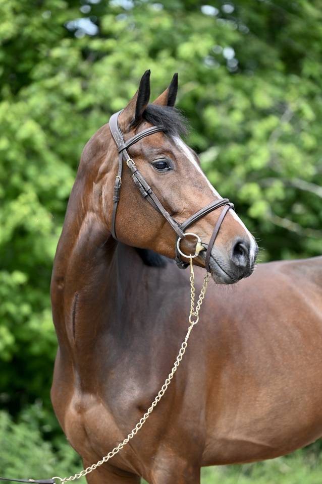 Merrie Zangersheide Te koop 2020 Donker bruin / bai ,  Excalibur de la tour vidal