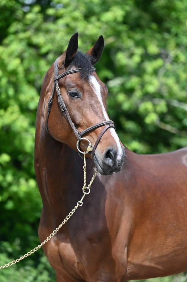 Merrie Zangersheide Te koop 2020 Donker bruin / bai ,  Excalibur de la tour vidal