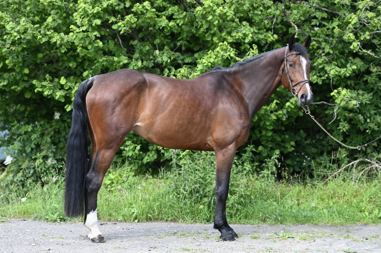 Merrie Zangersheide Te koop 2020 Donker bruin / bai ,  Excalibur de la tour vidal