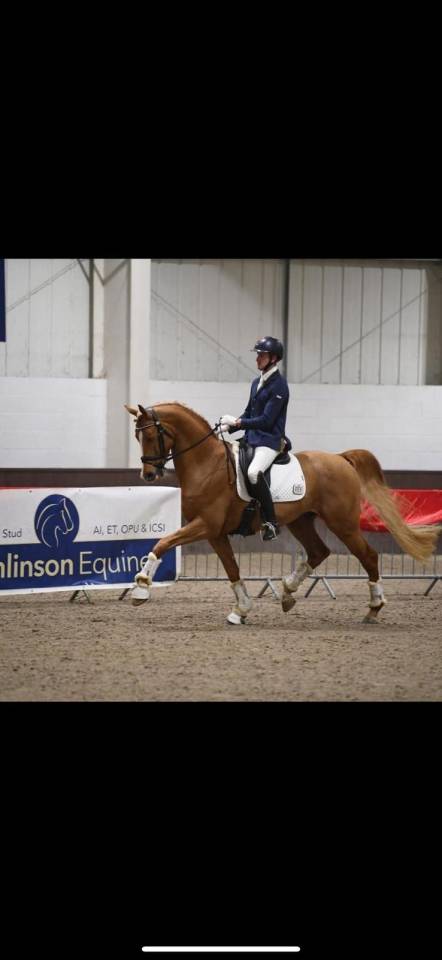 Everdale x Gribaldi 7years KWPN Gelding