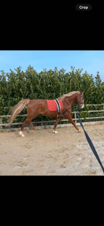 Everdale x Gribaldi 7years KWPN Gelding