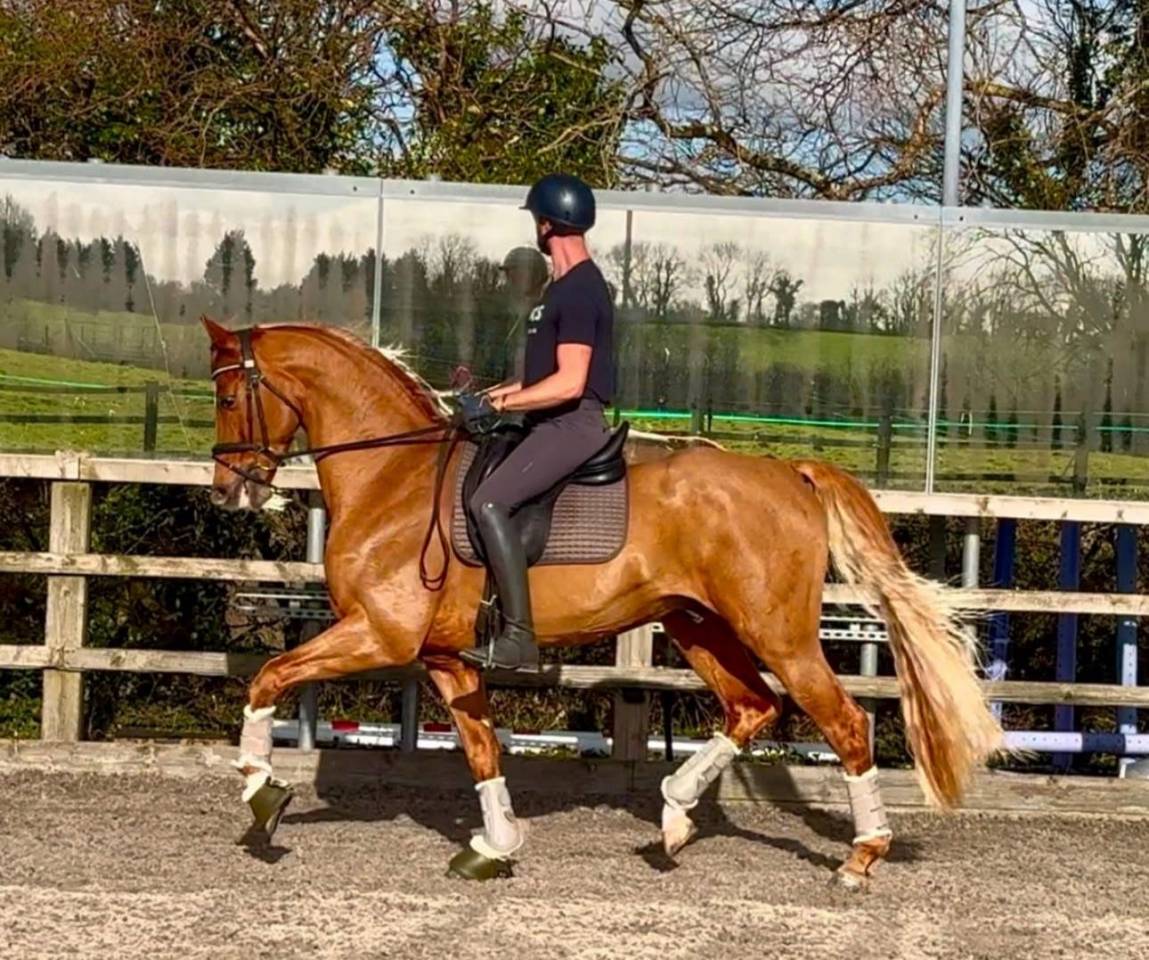 Everdale x Gribaldi 7years KWPN Gelding