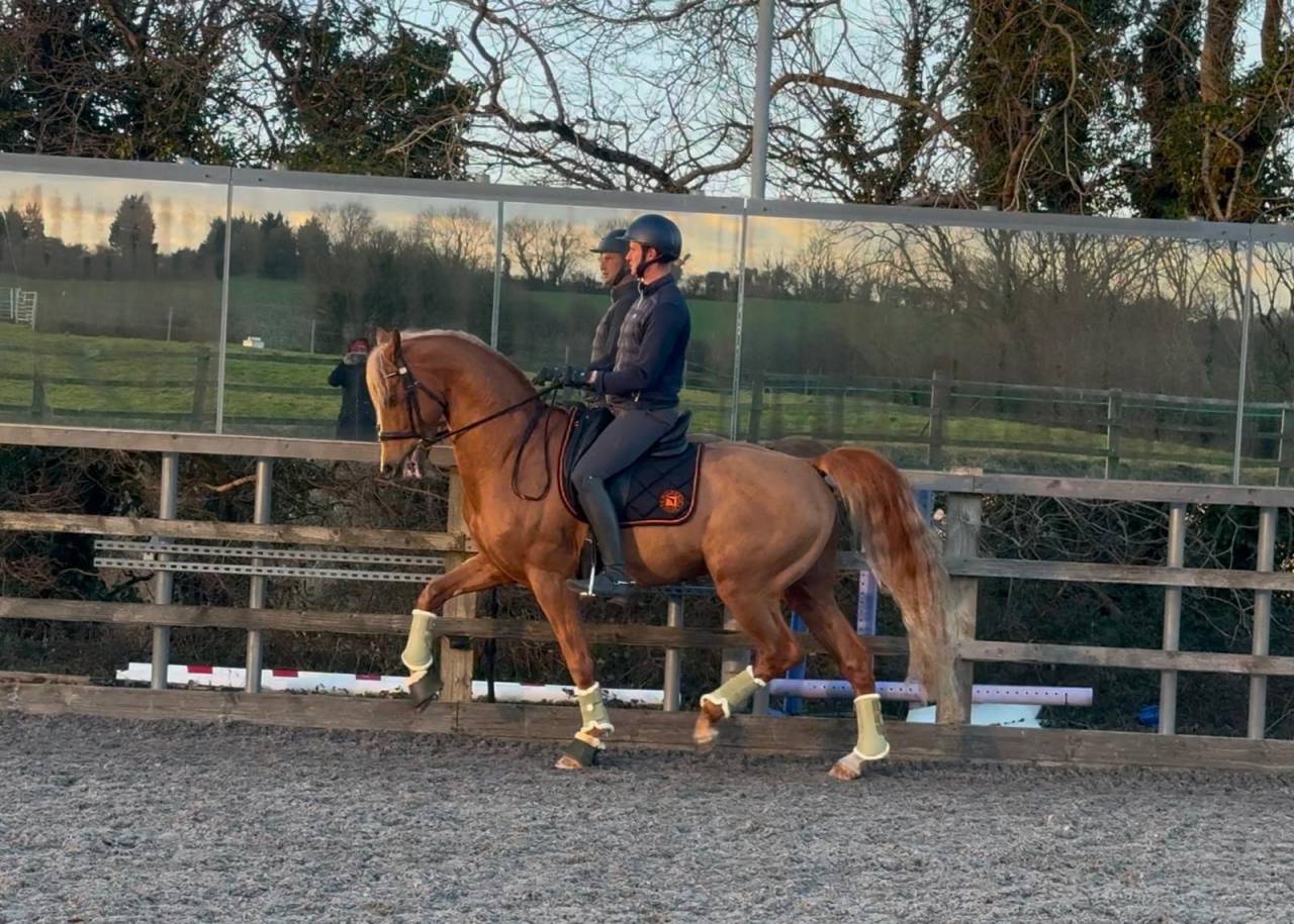 Everdale x Gribaldi 7years KWPN Gelding