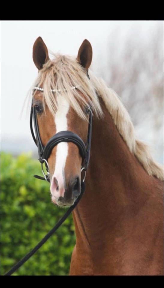 Everdale x Gribaldi 7years KWPN Gelding