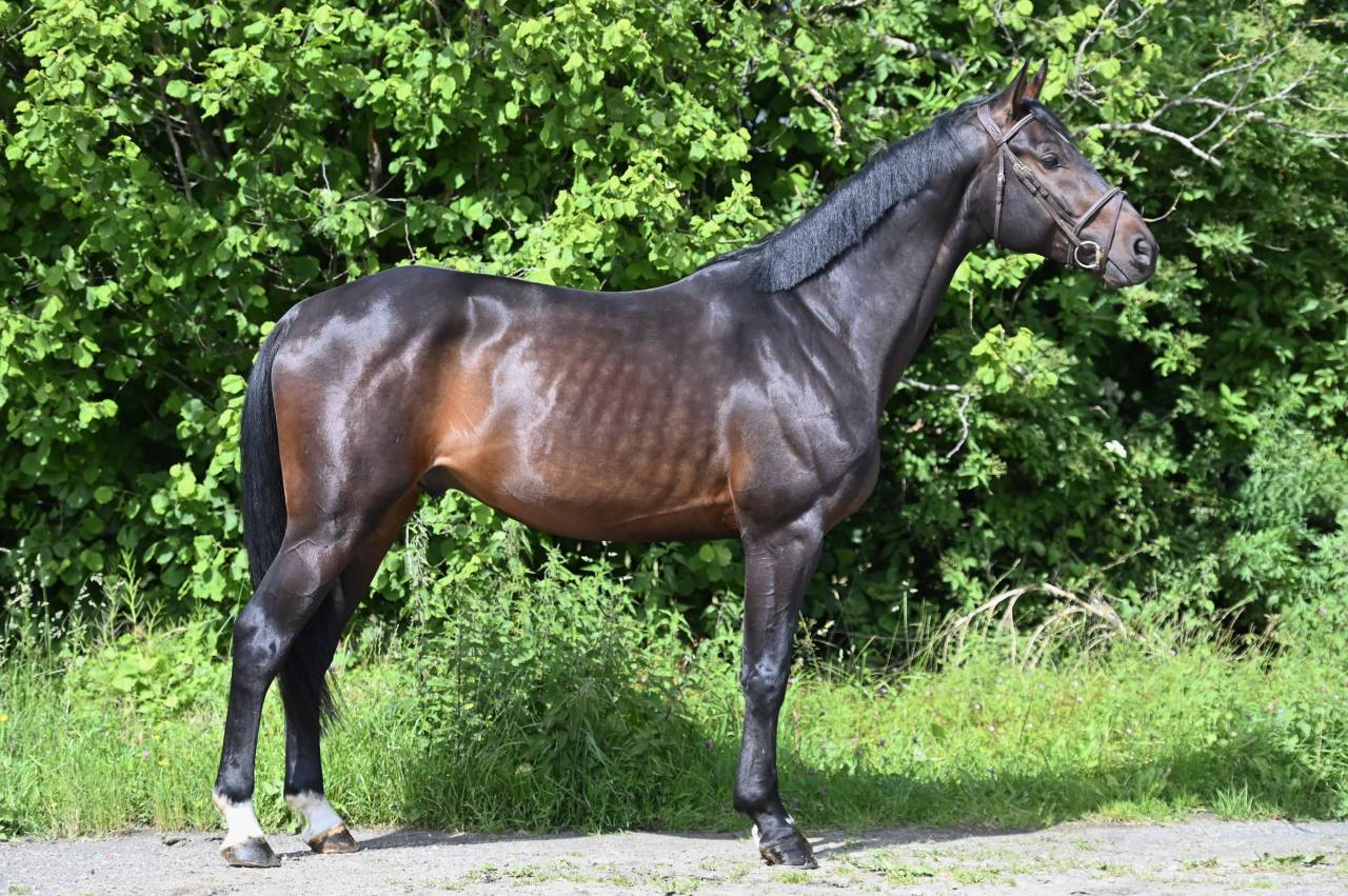 Ruin Holsteiner Te koop 2020 Donker bruin / bai ,  Q-OXFORED QUALITY