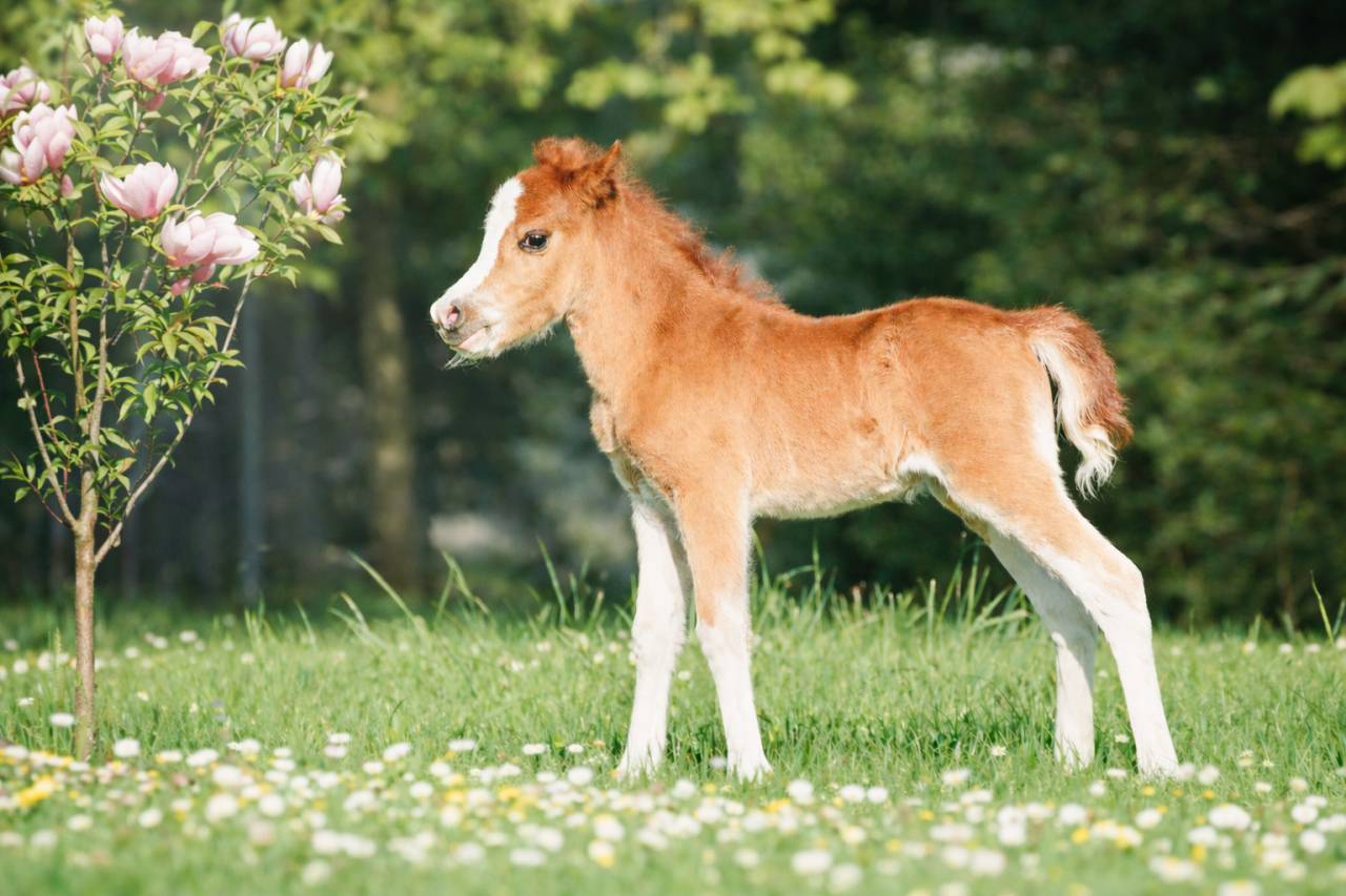 Veulen (ml) Welsh Pony (Section A) Te koop 2026 Vos