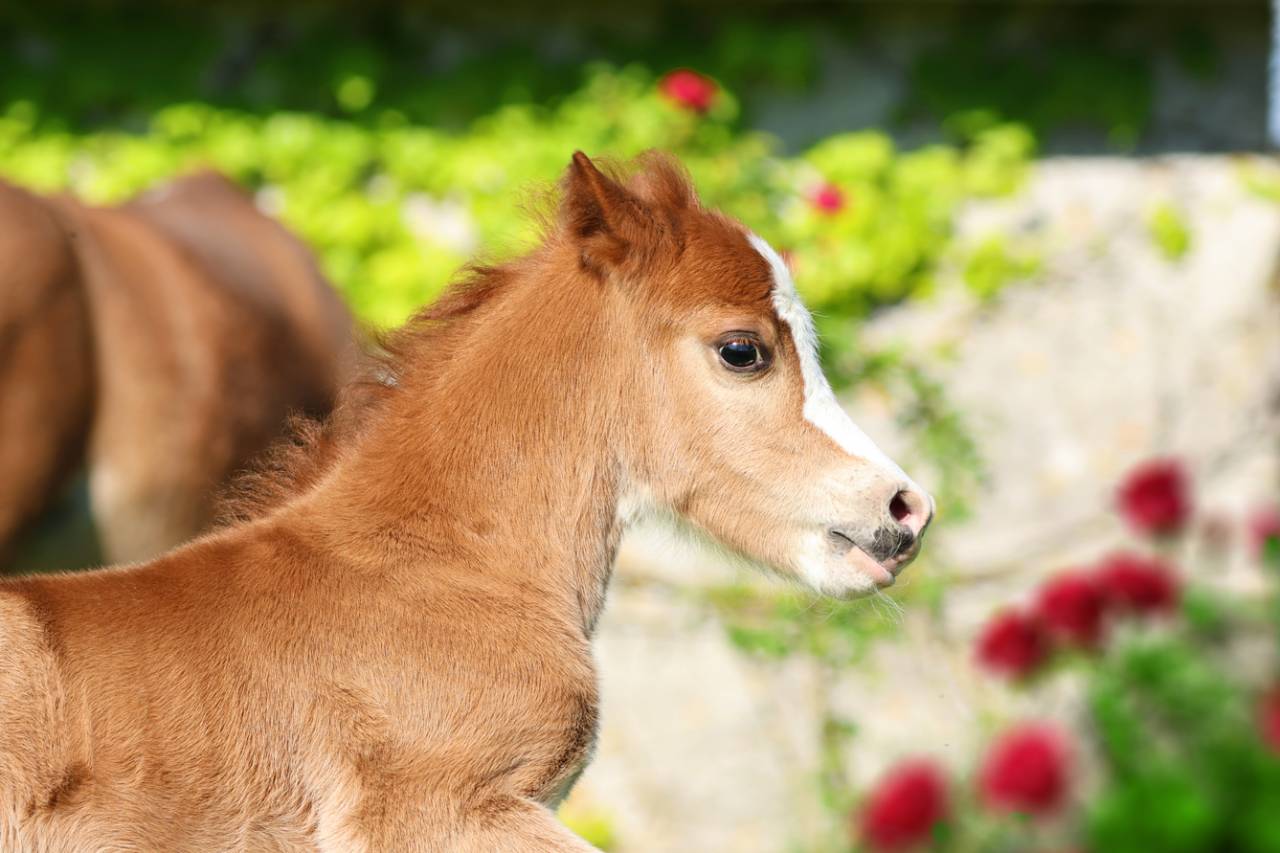 Veulen (ml) Welsh Pony (Section A) Te koop 2026 Vos