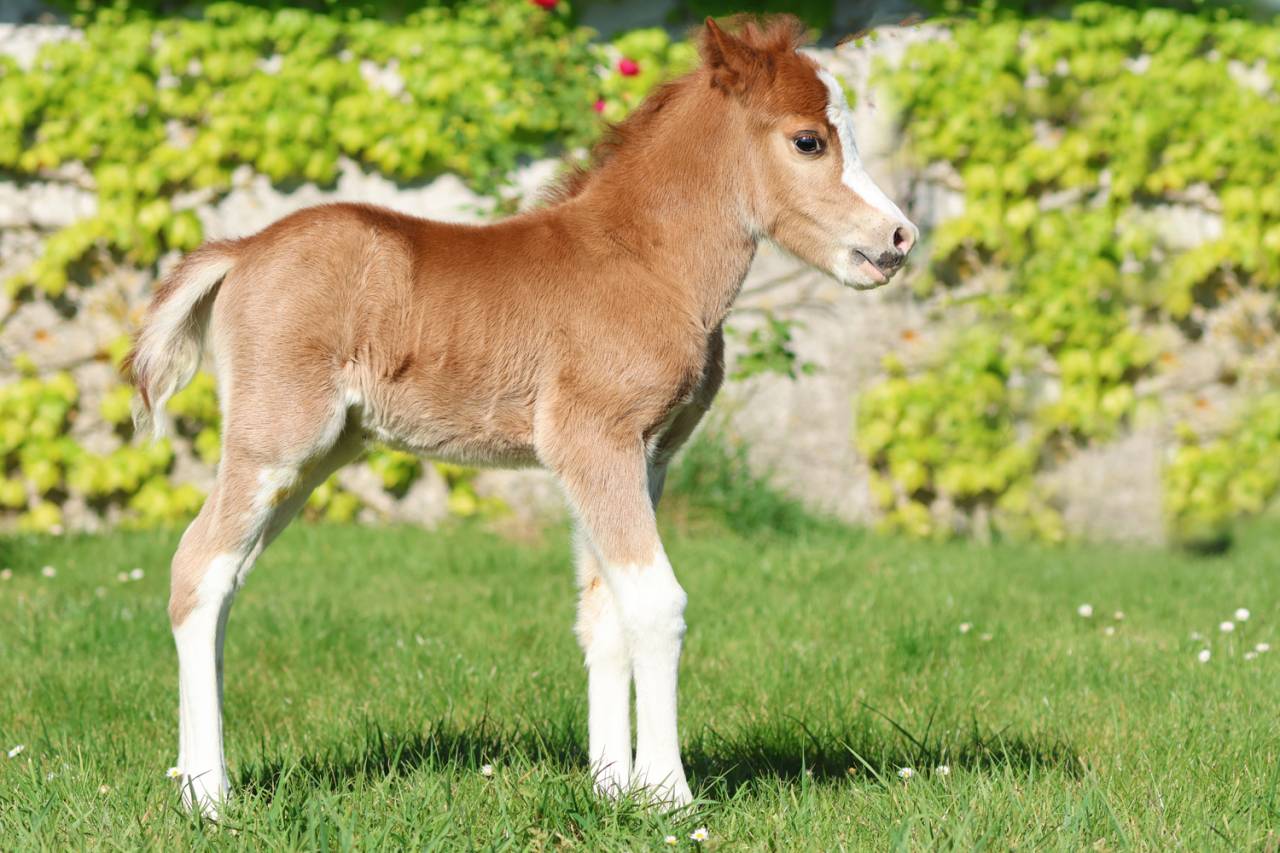 Veulen (ml) Welsh Pony (Section A) Te koop 2026 Vos