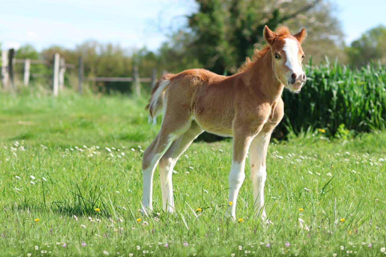 Veulen (ml) Welsh Pony (Section A) Te koop 2026 Vos