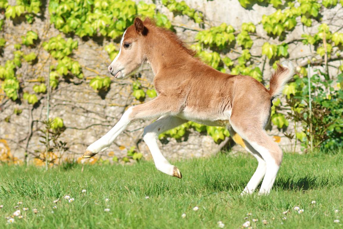 Veulen (ml) Welsh Pony (Section A) Te koop 2026 Vos
