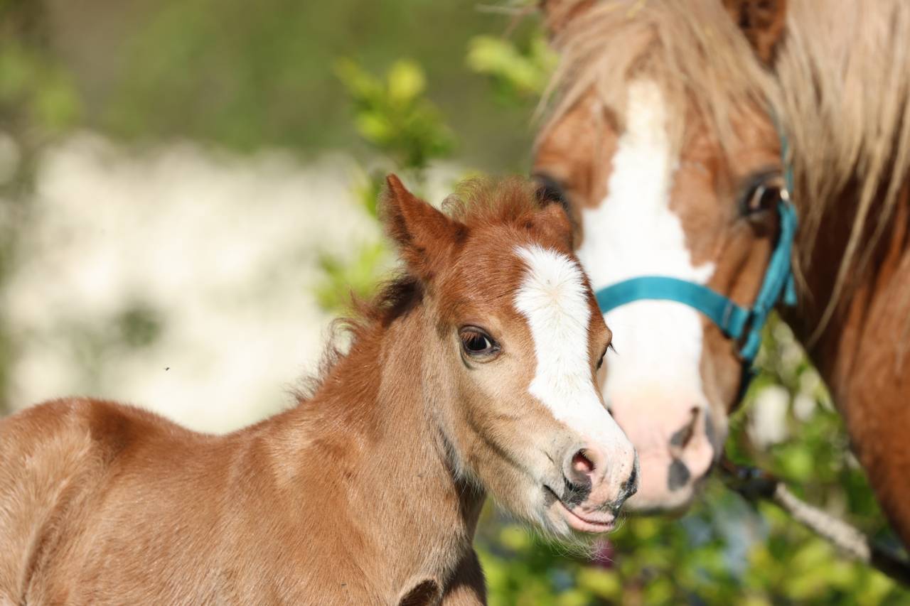 Veulen (ml) Welsh Pony (Section A) Te koop 2026 Vos