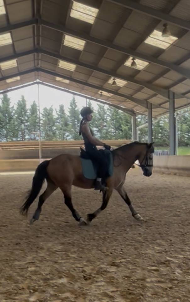 Ruin Franse rijpony PFS Te koop 2015 Isabel