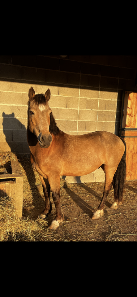 Ruin Franse rijpony PFS Te koop 2015 Isabel