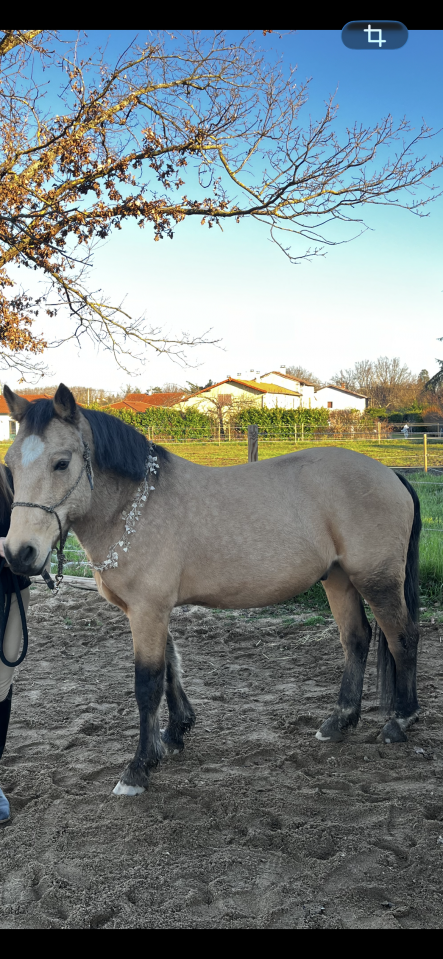 Ruin Franse rijpony PFS Te koop 2015 Isabel