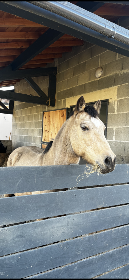 Ruin Franse rijpony PFS Te koop 2015 Isabel