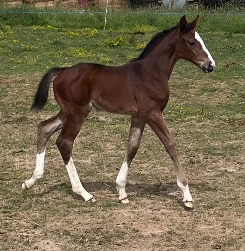 Veulen (vr) Selle Fran&ccedil;ais Te koop 2026 Donker bruin / bai