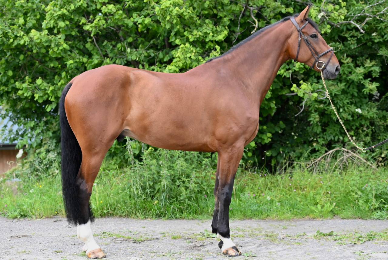 Ruin Zangersheide Te koop 2021 Donker bruin / bai ,  IKANNAN
