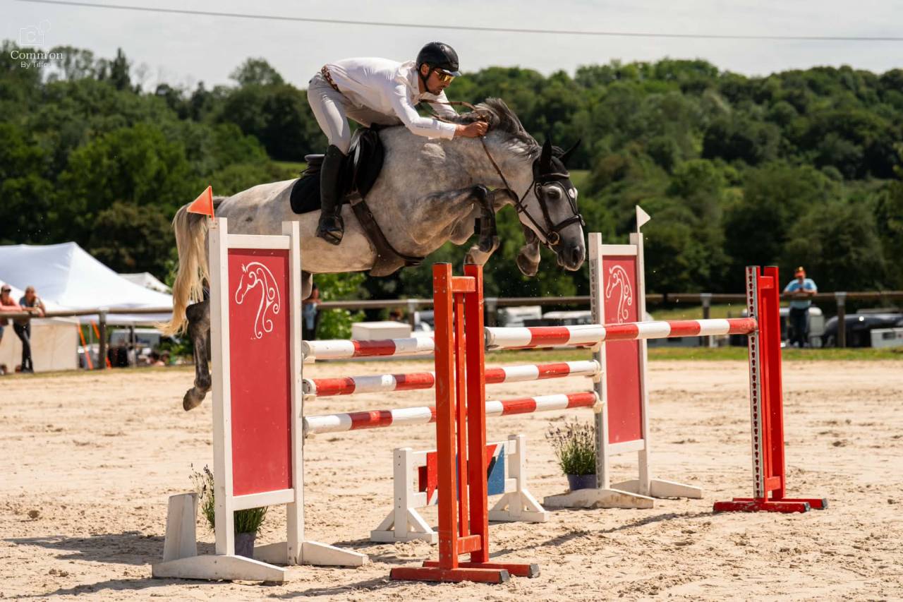 Merrie Selle Fran&ccedil;ais Te koop 2019 Schimmel ,  Andiamo semilly