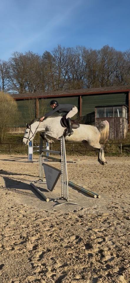 Merrie Selle Fran&ccedil;ais Te koop 2019 Schimmel ,  Andiamo semilly