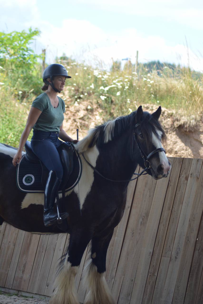Ruin Cob Te koop 2021 Bont