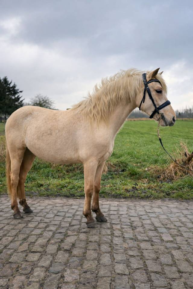 Veulen (vr) Connemara Te koop 2024 Palomino ,  LUMOS ENDHIL D&rsquo;ALAM (CO)