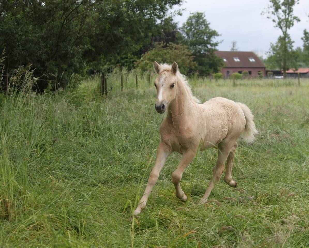 Veulen (vr) Connemara Te koop 2024 Palomino ,  LUMOS ENDHIL D&rsquo;ALAM (CO)