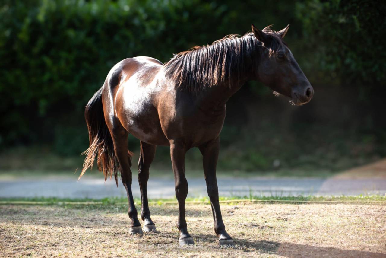 Merrie Franse rijpony PFS Te koop 2022 Zwart