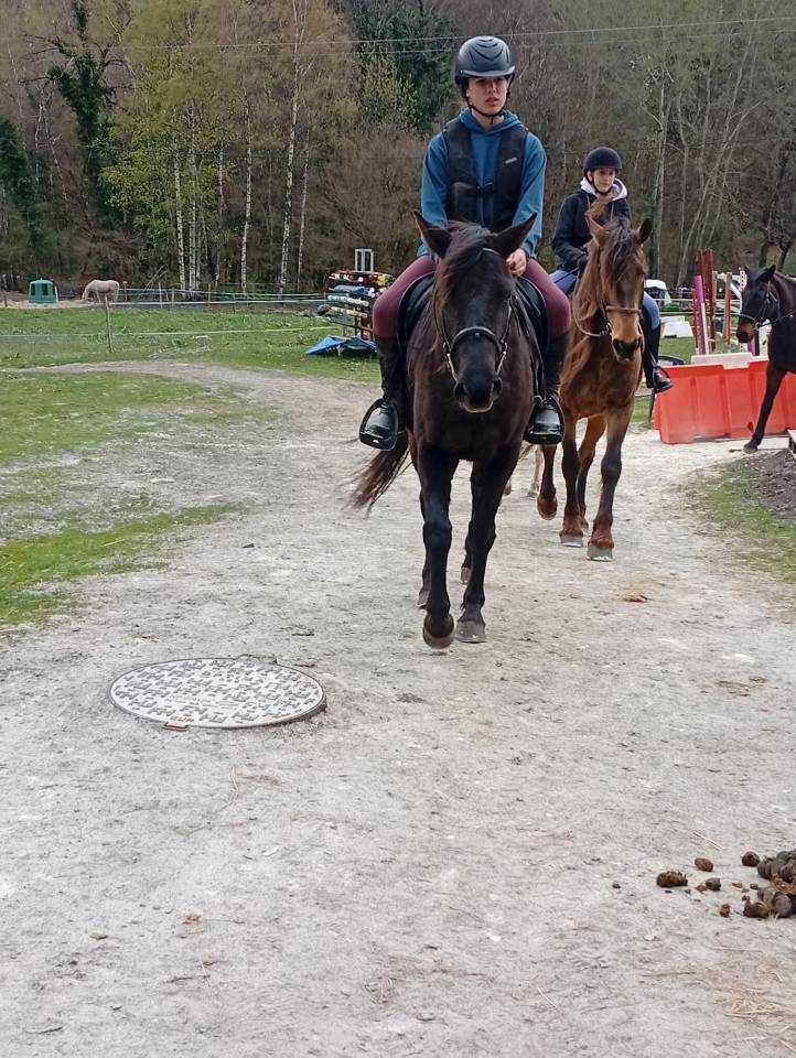 Merrie Franse rijpony PFS Te koop 2022 Zwart