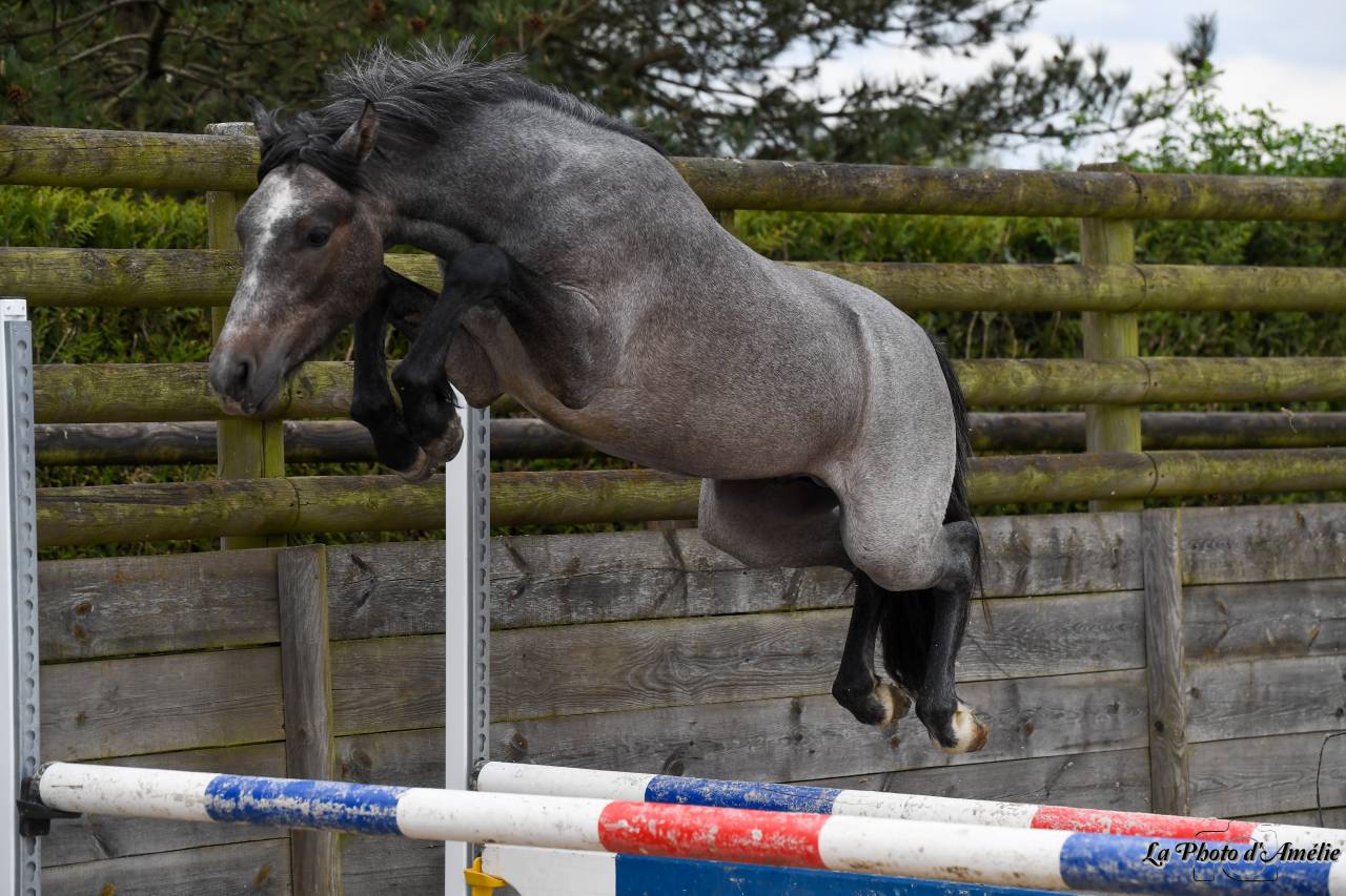 Ruin Connemara Te koop 2023 Schimmel